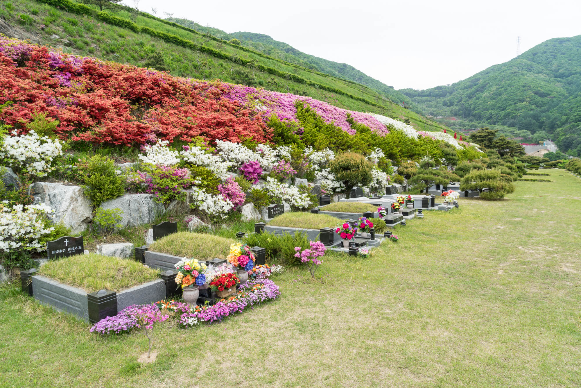 봄꽃핀 매장묘원