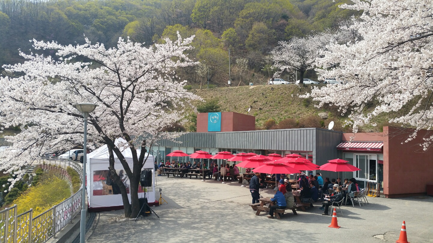 2016년 벚꽃 음악회