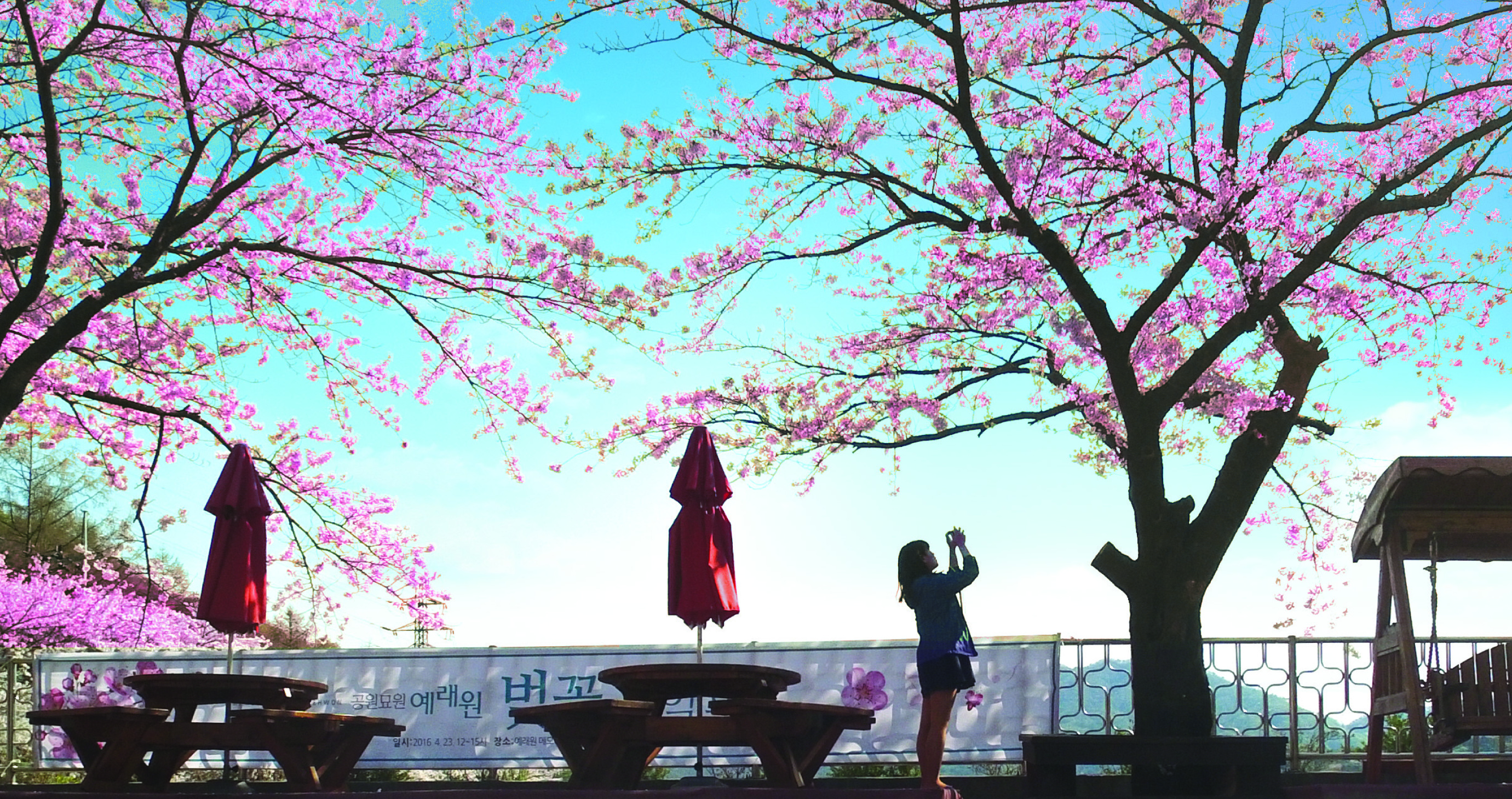 예래원 쉼터 앞 벚나무