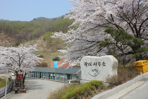 [벚꽃  핀 예래원]