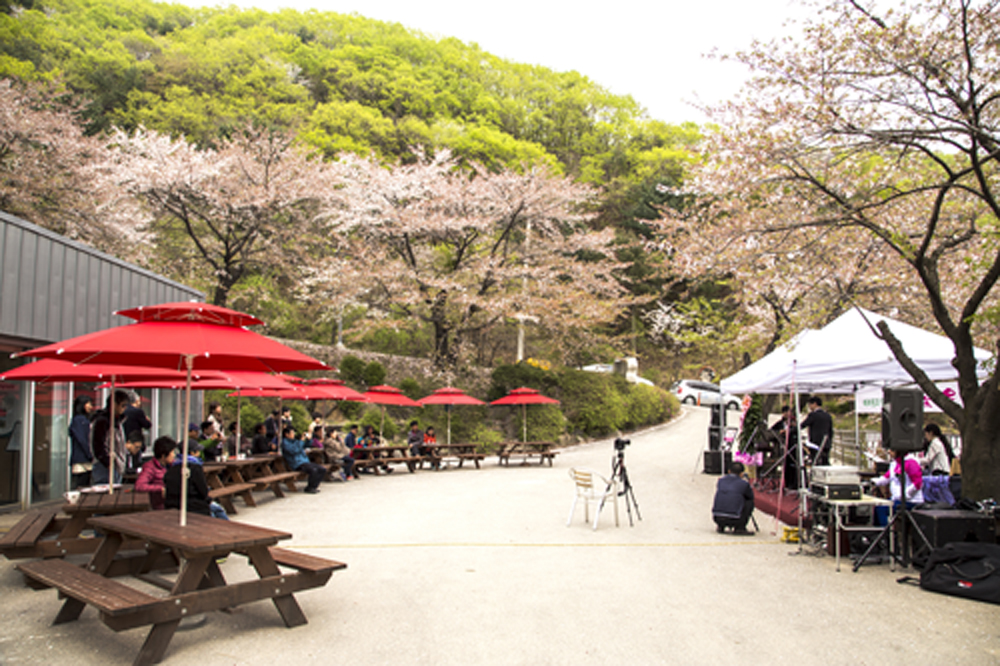'벚꽃 음악회' 개최